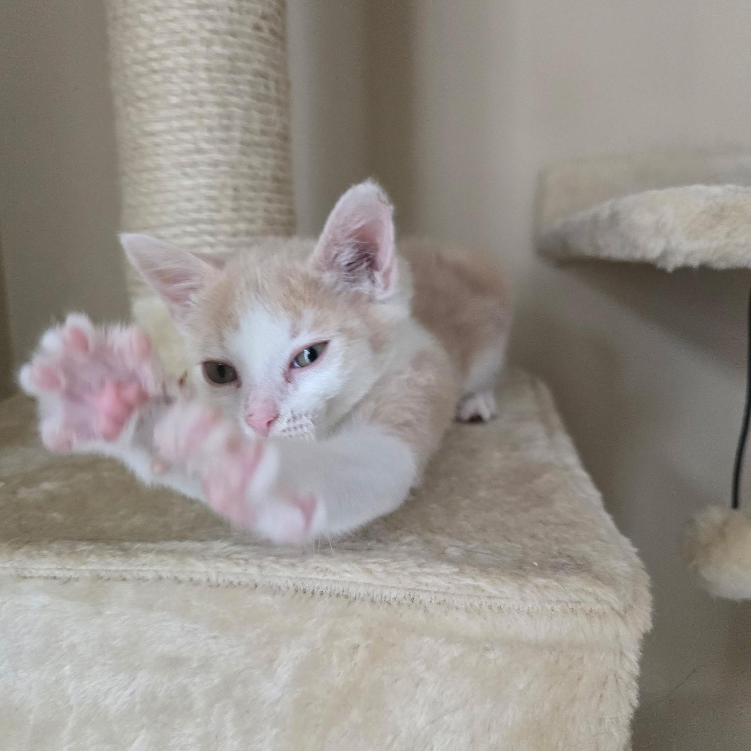 Emi, a Adoptable mixed breed in Omaha, NE image 5/5