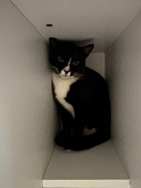 Enlarge Jake, a Adoptable Domestic Short Hair in Haines, AK image 1/2