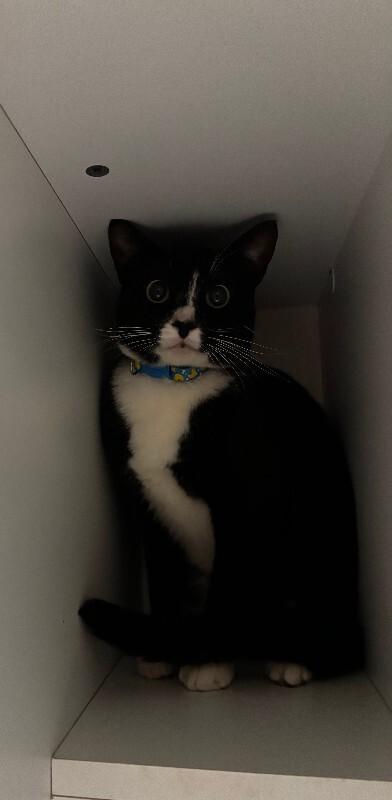 Enlarge Jake, a Adoptable Domestic Short Hair in Haines, AK image 2/2