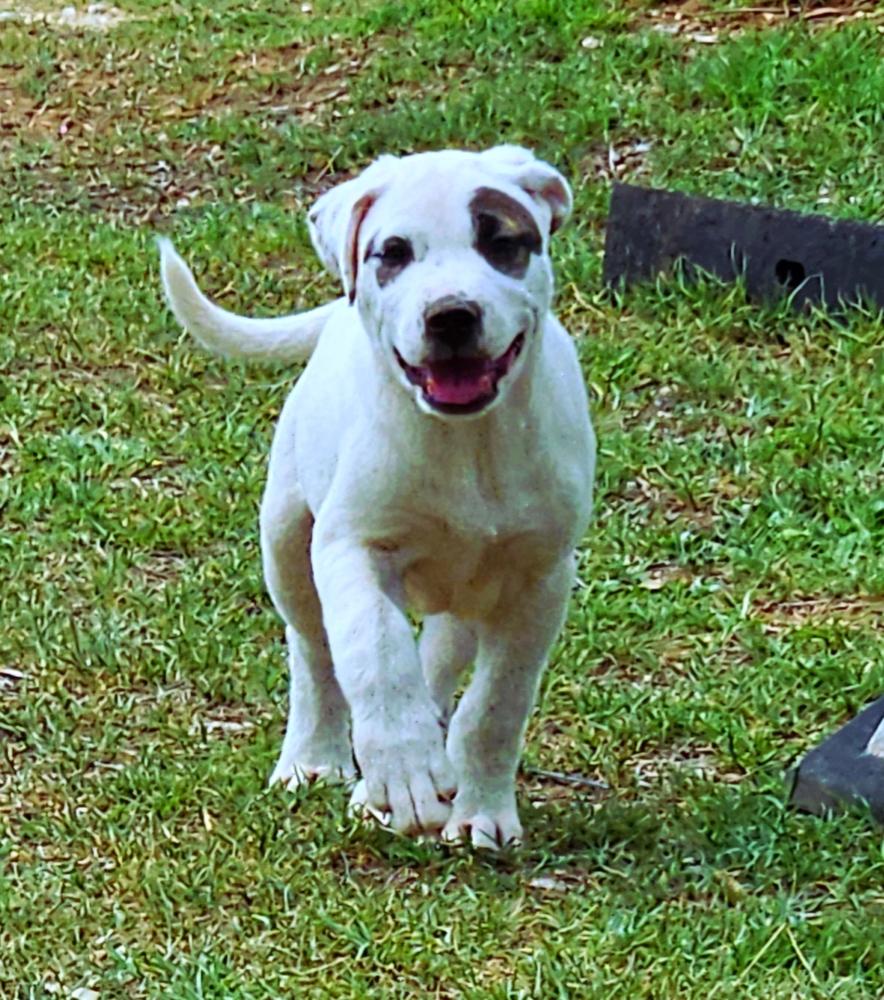Petey, Adoptable, Puppy Male Mixed Breed & Terrier.