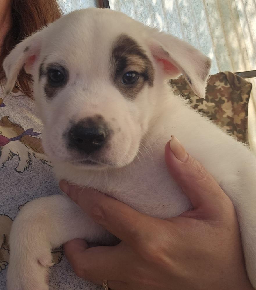 Petey, a Adoptable mixed breed in San Antonio, TX image 3/6