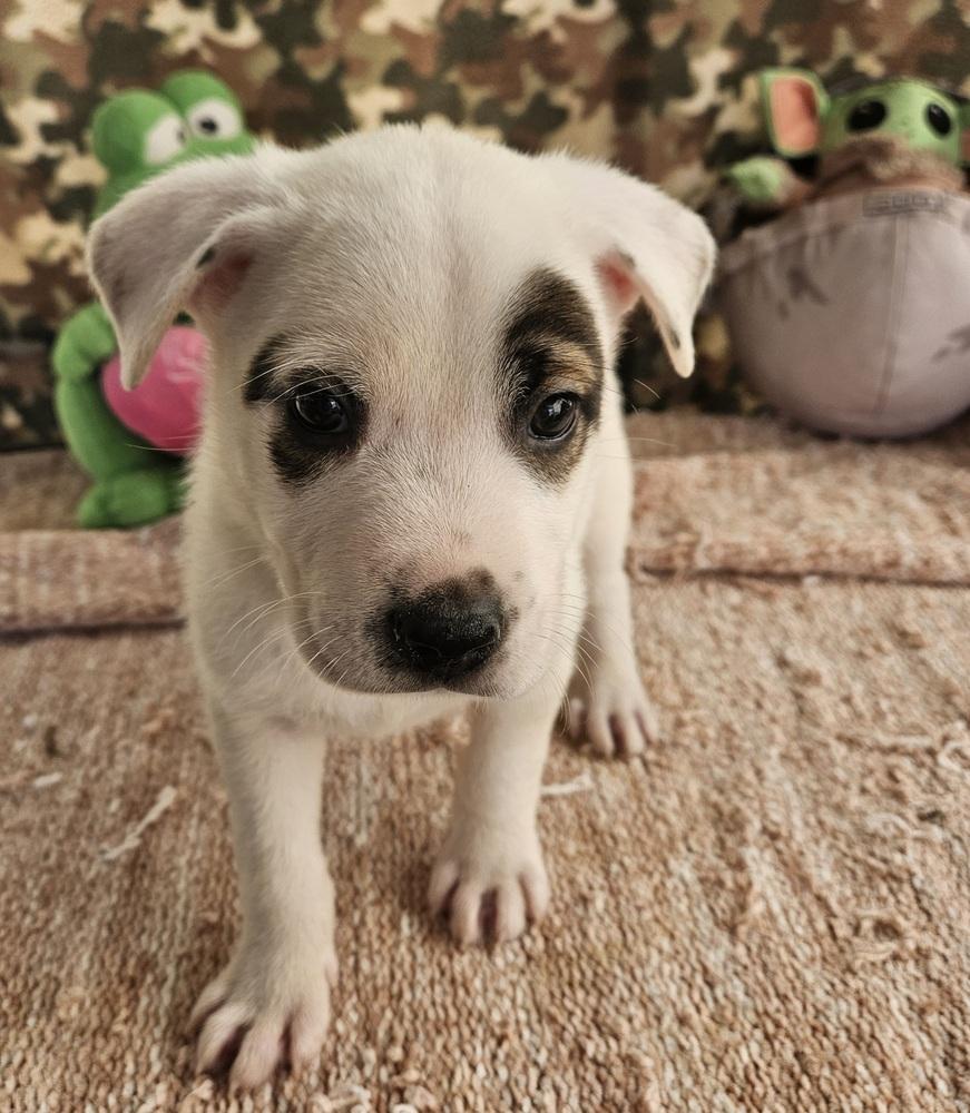 Petey, a Adoptable mixed breed in San Antonio, TX image 4/6
