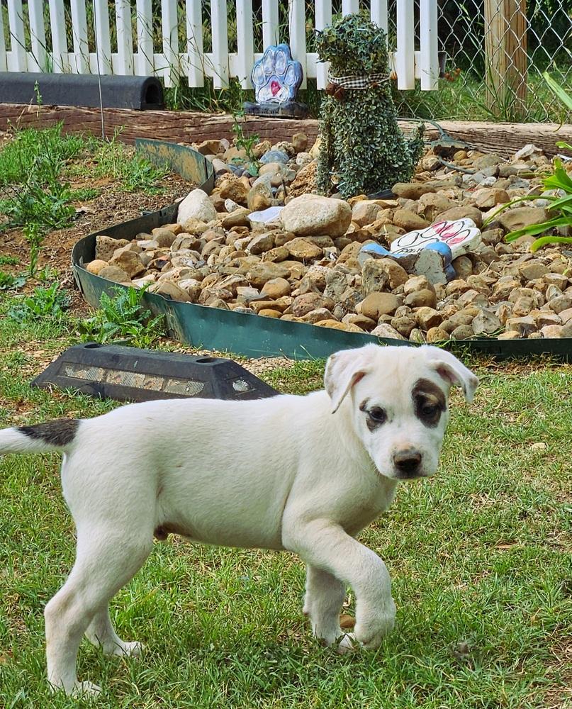 Petey, a Adoptable mixed breed in San Antonio, TX image 5/6