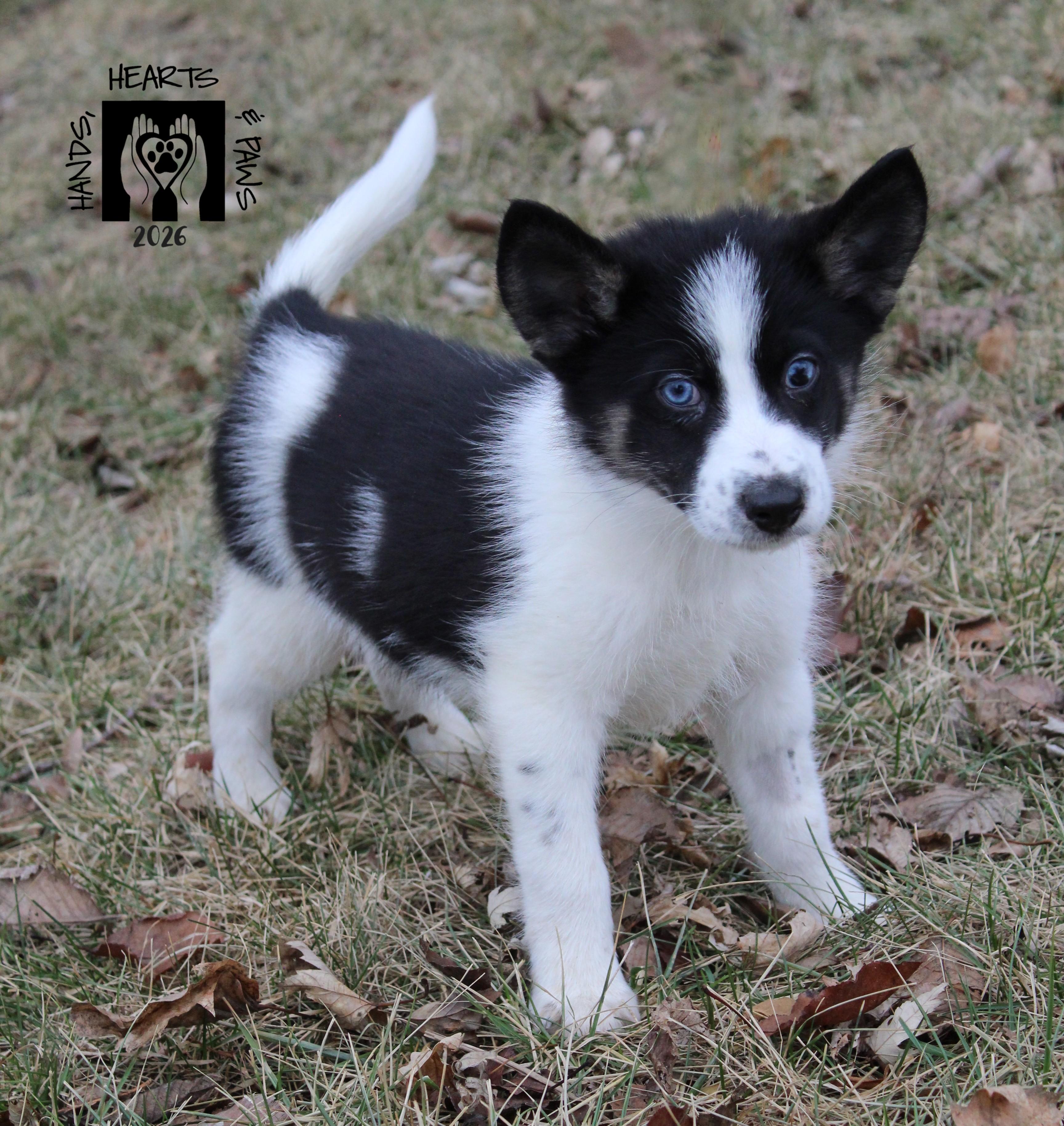 Krampus, Adoptable, Puppy Male Husky.