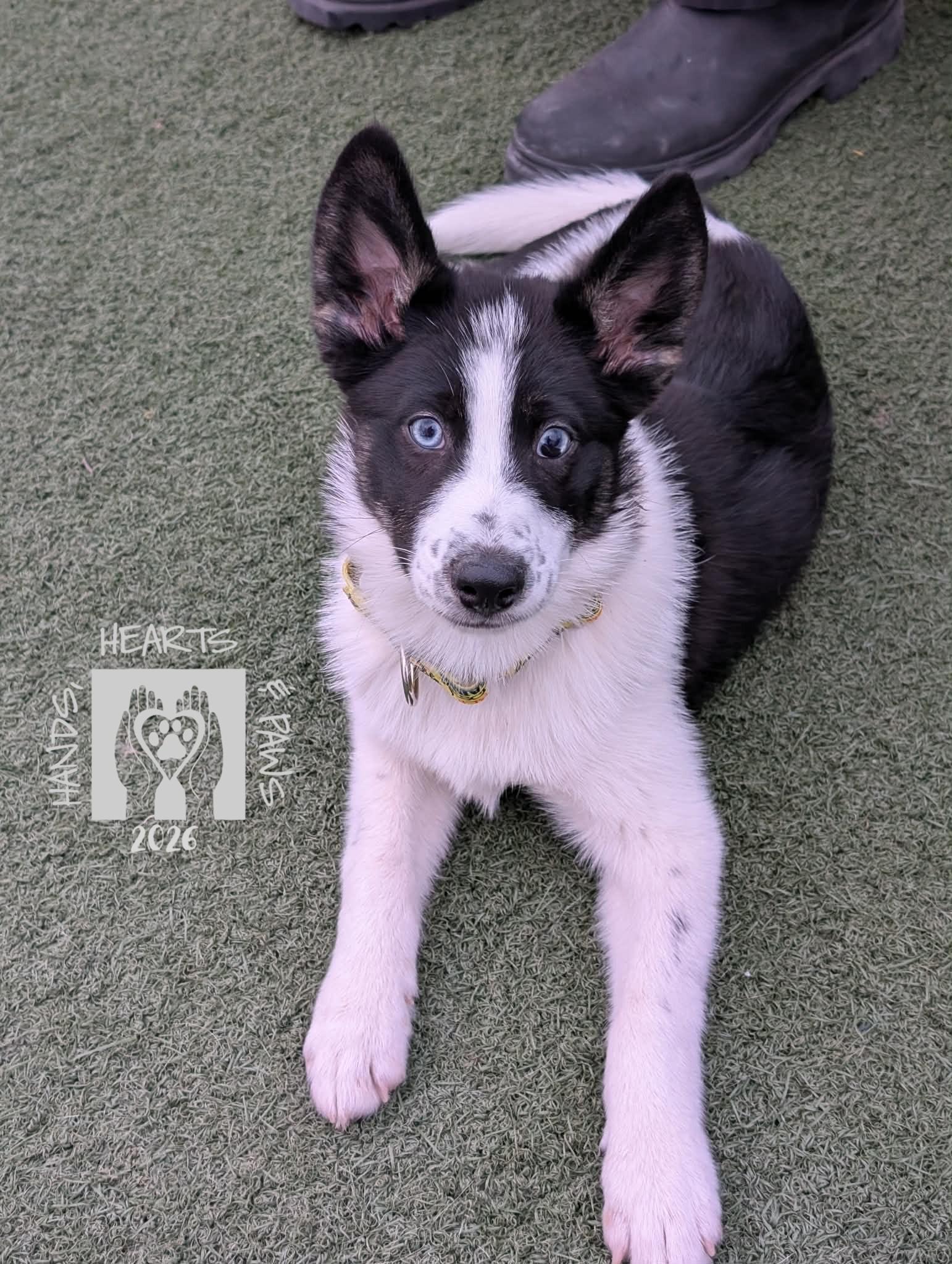 Krampus, a Adoptable mixed breed in Omaha, NE image 6/6