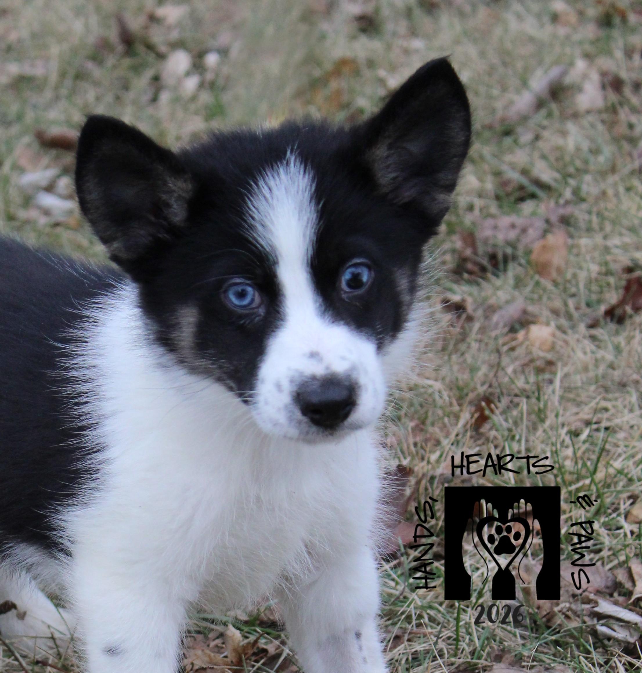 Krampus, a Adoptable mixed breed in Omaha, NE image 4/4