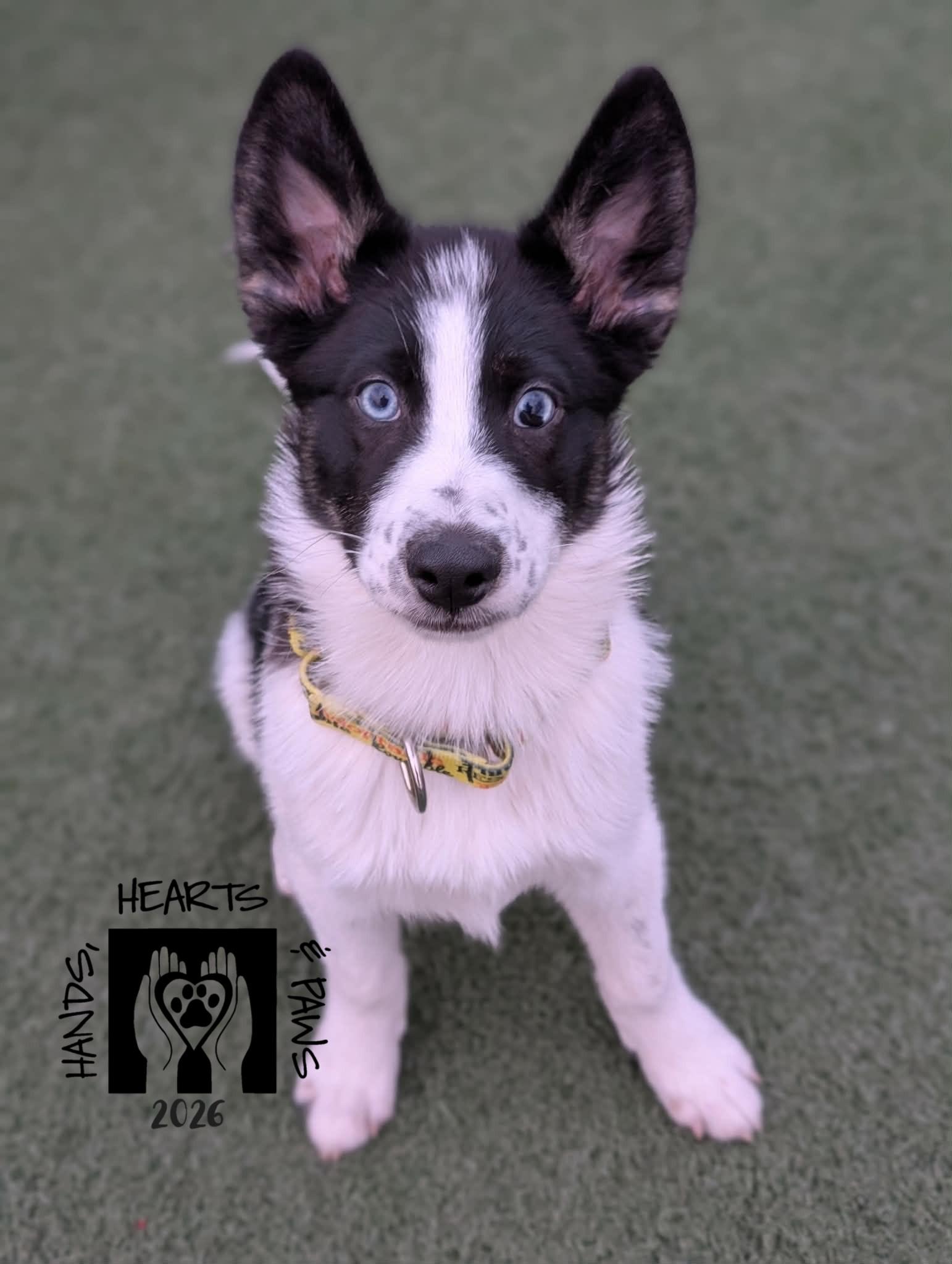 Krampus, Adoptable, Puppy Male Husky.