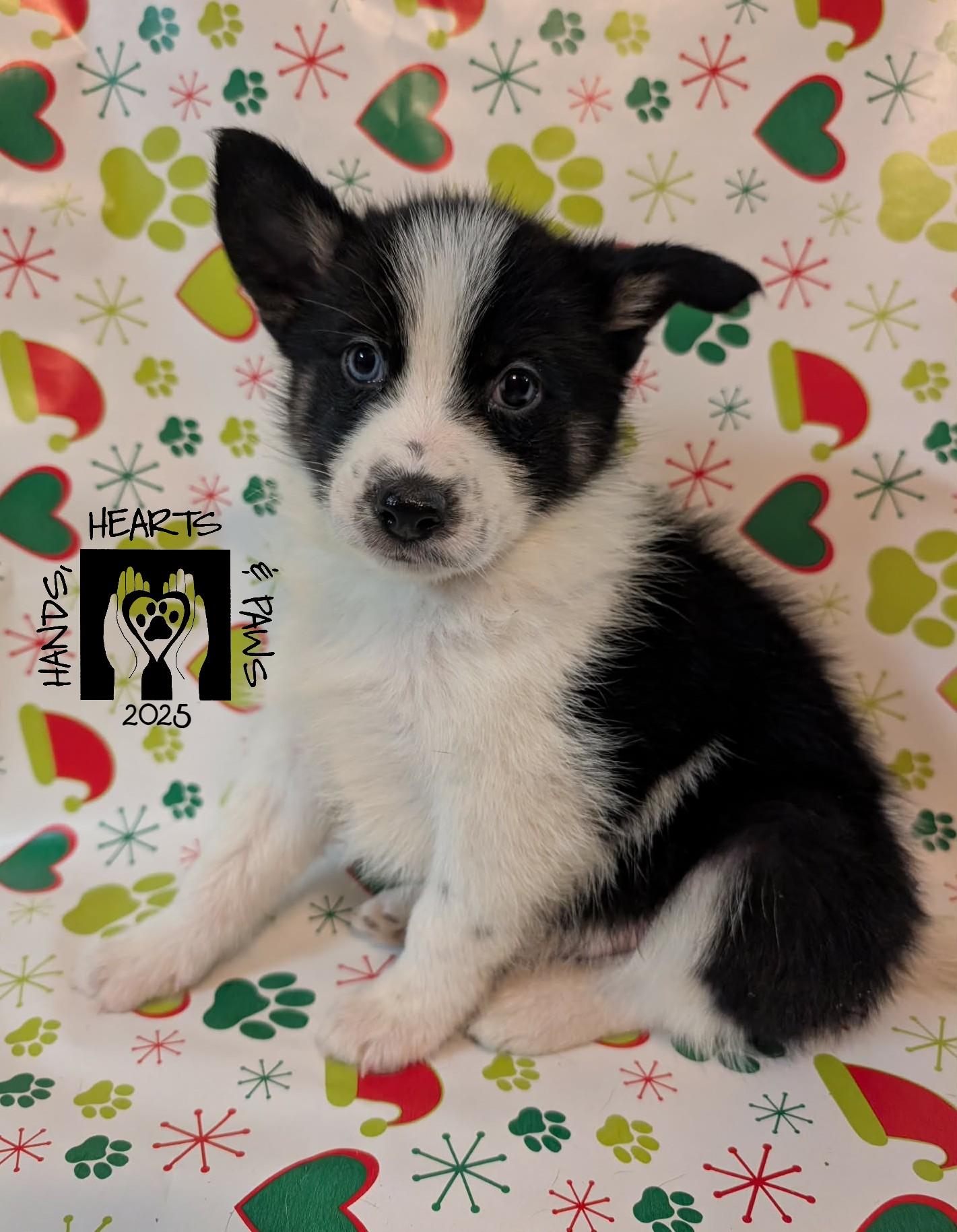 Enlarge Krampus, a Adoptable mixed breed in Omaha, NE image 1/1