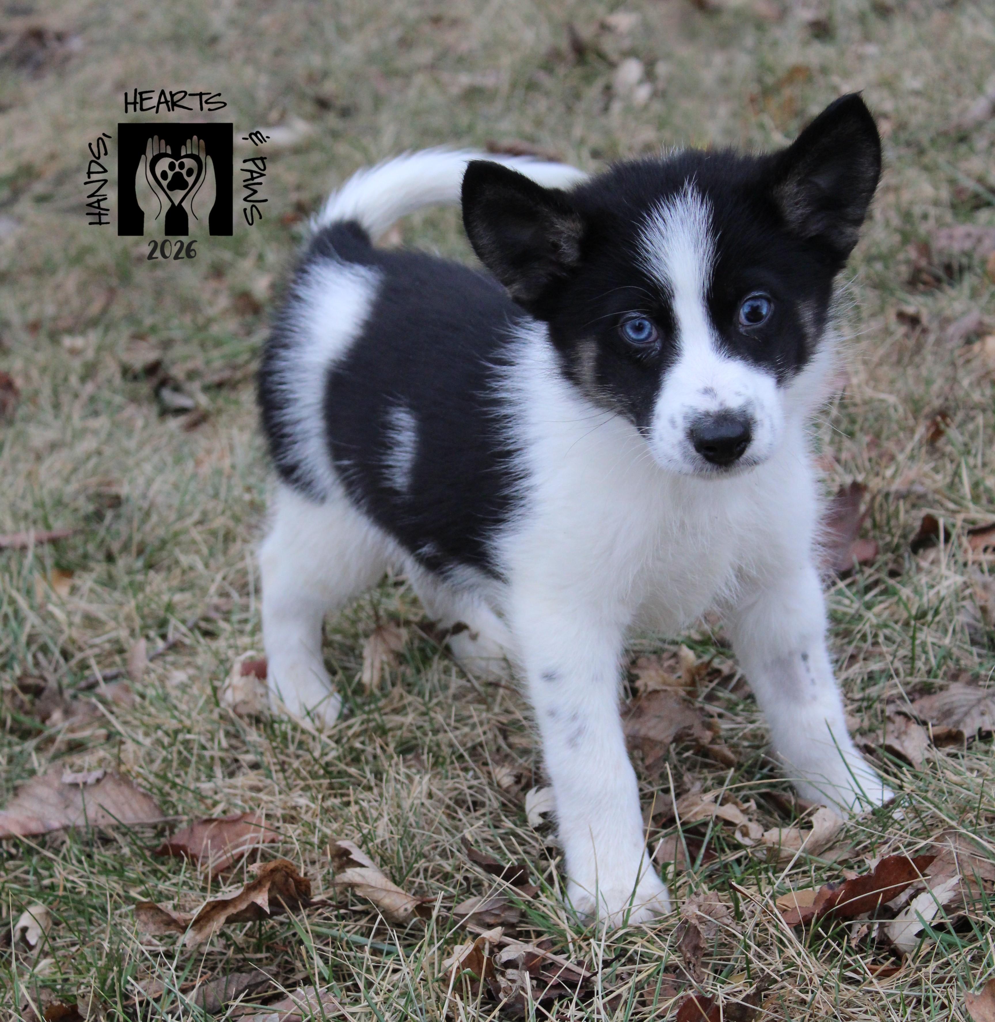 Krampus, a Adoptable mixed breed in Omaha, NE image 3/4