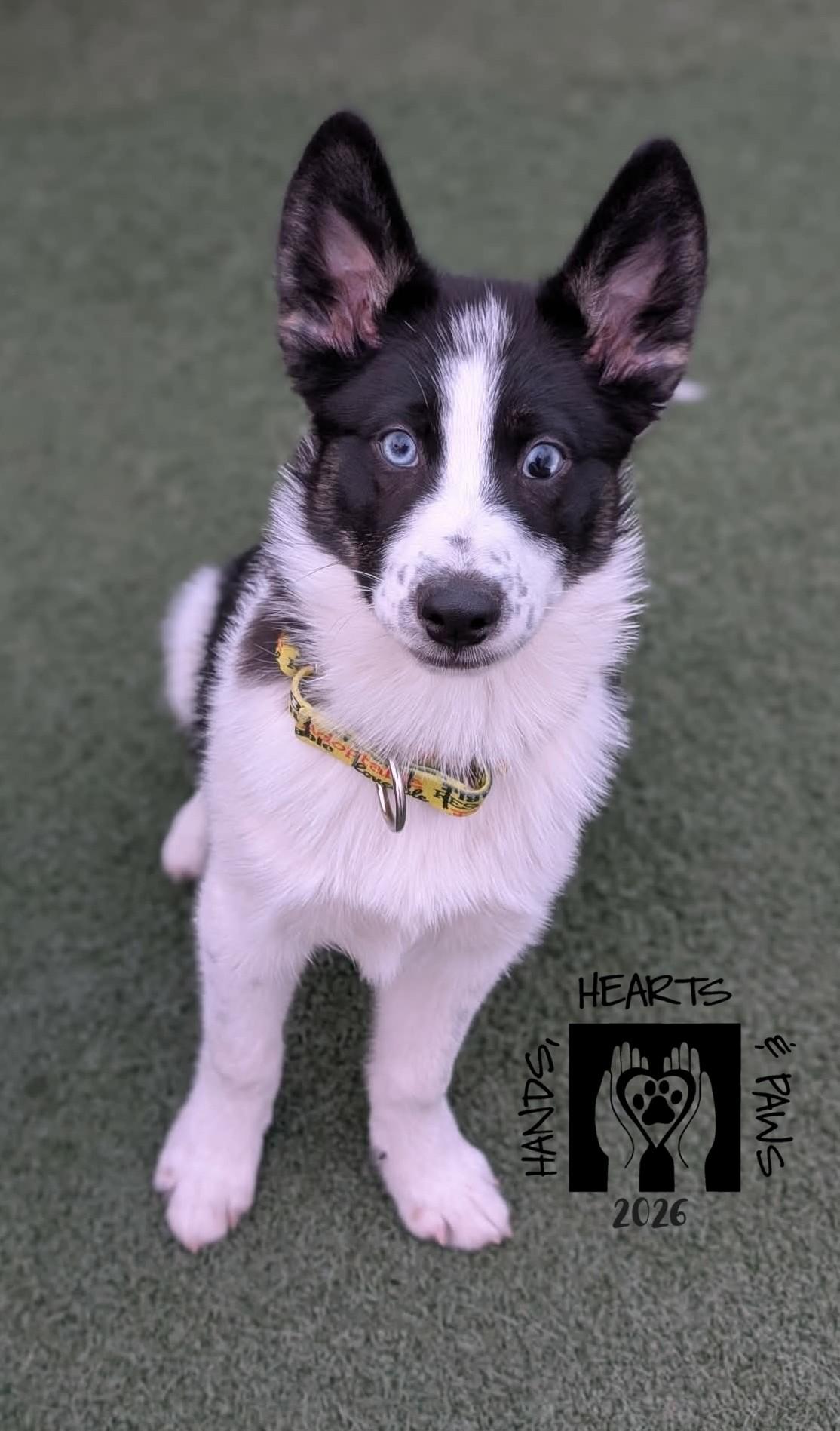 Krampus, a Adoptable mixed breed in Omaha, NE image 5/6