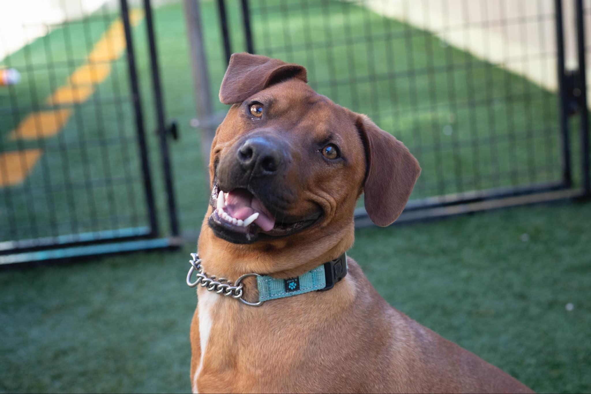 Introducing Tripp Von Lo-Ryder Canine nobility Emotional support specialist World-renowned sammic