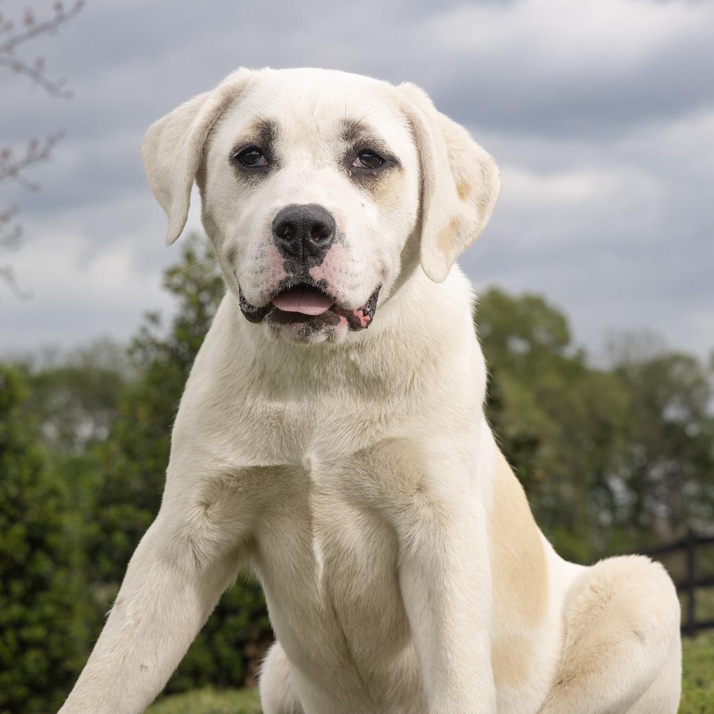 Enlarge Nebula, a Adoptable Mixed Breed in Franklin, TN image 1/2