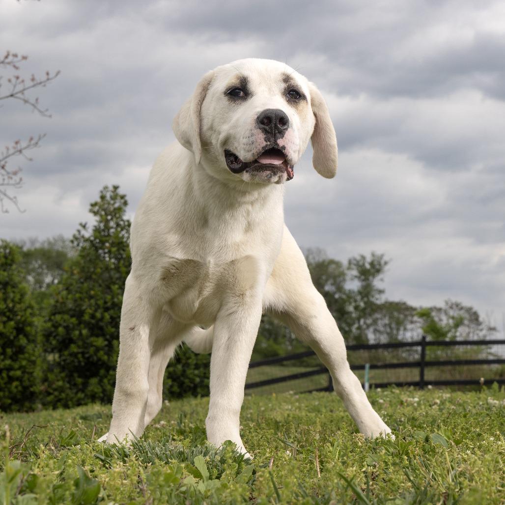 Enlarge Nebula, a Adoptable Mixed Breed in Franklin, TN image 2/2