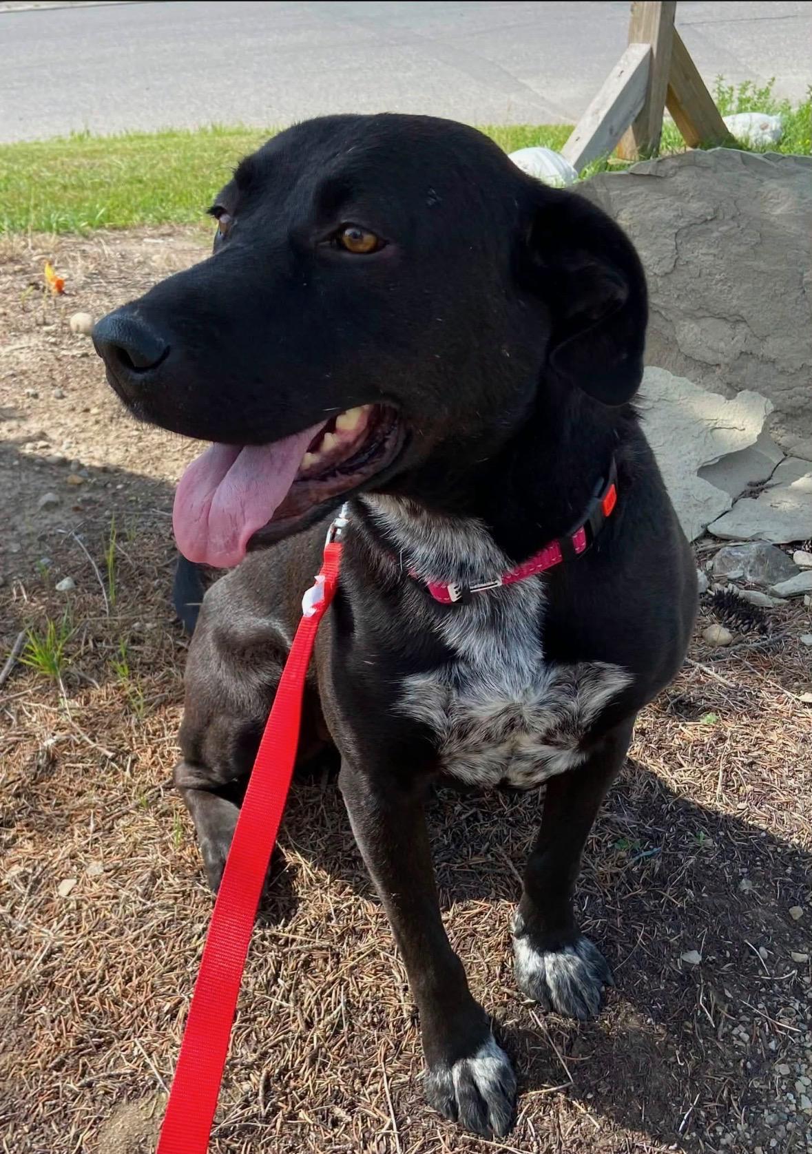 Enlarge Watson, a ADOPTABLE mixed breed in Claresholm, AB image 1/1