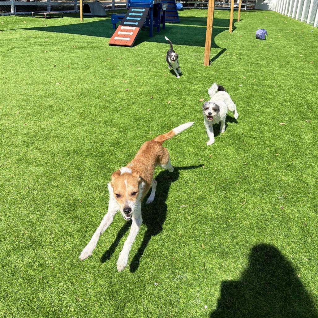 Lindor, Adoptable, Young Male Parson Russell Terrier & Chihuahua.