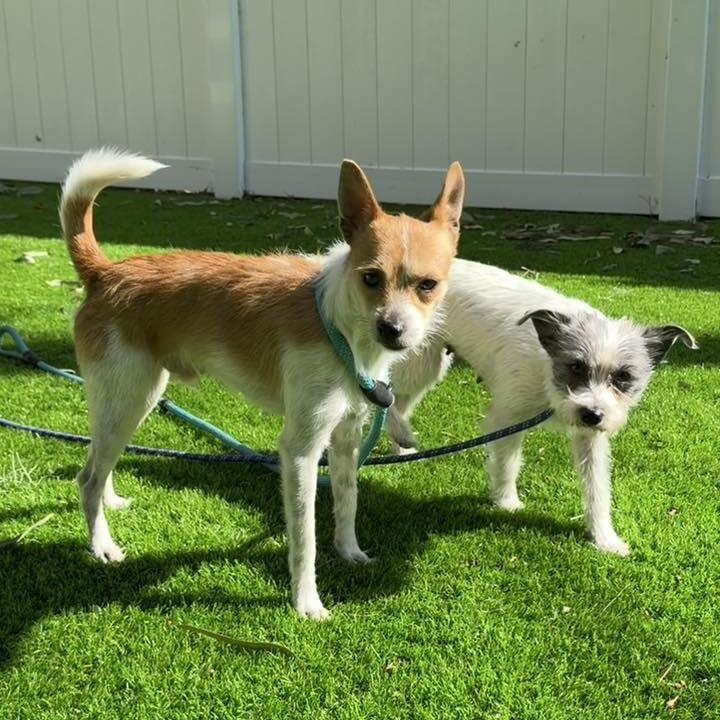 Enlarge Lindor, a Adoptable mixed breed in Sarasota, FL image 2/6