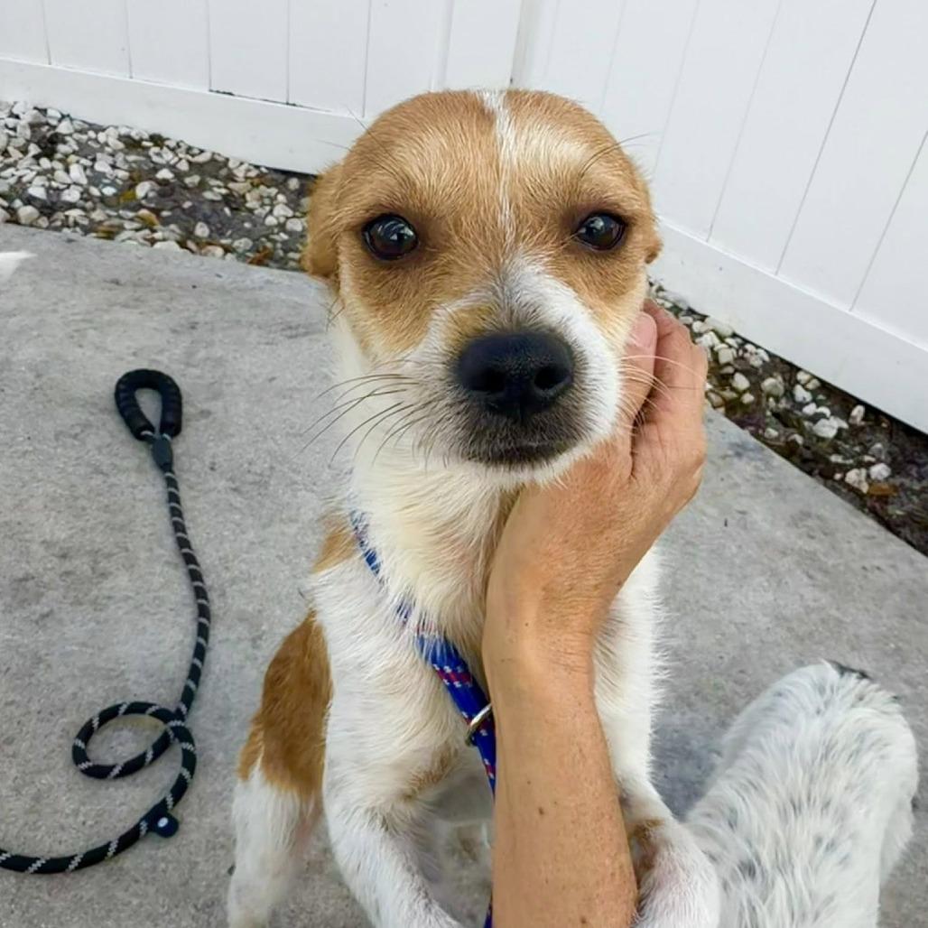 Enlarge Lindor, a Adoptable mixed breed in Sarasota, FL image 3/6