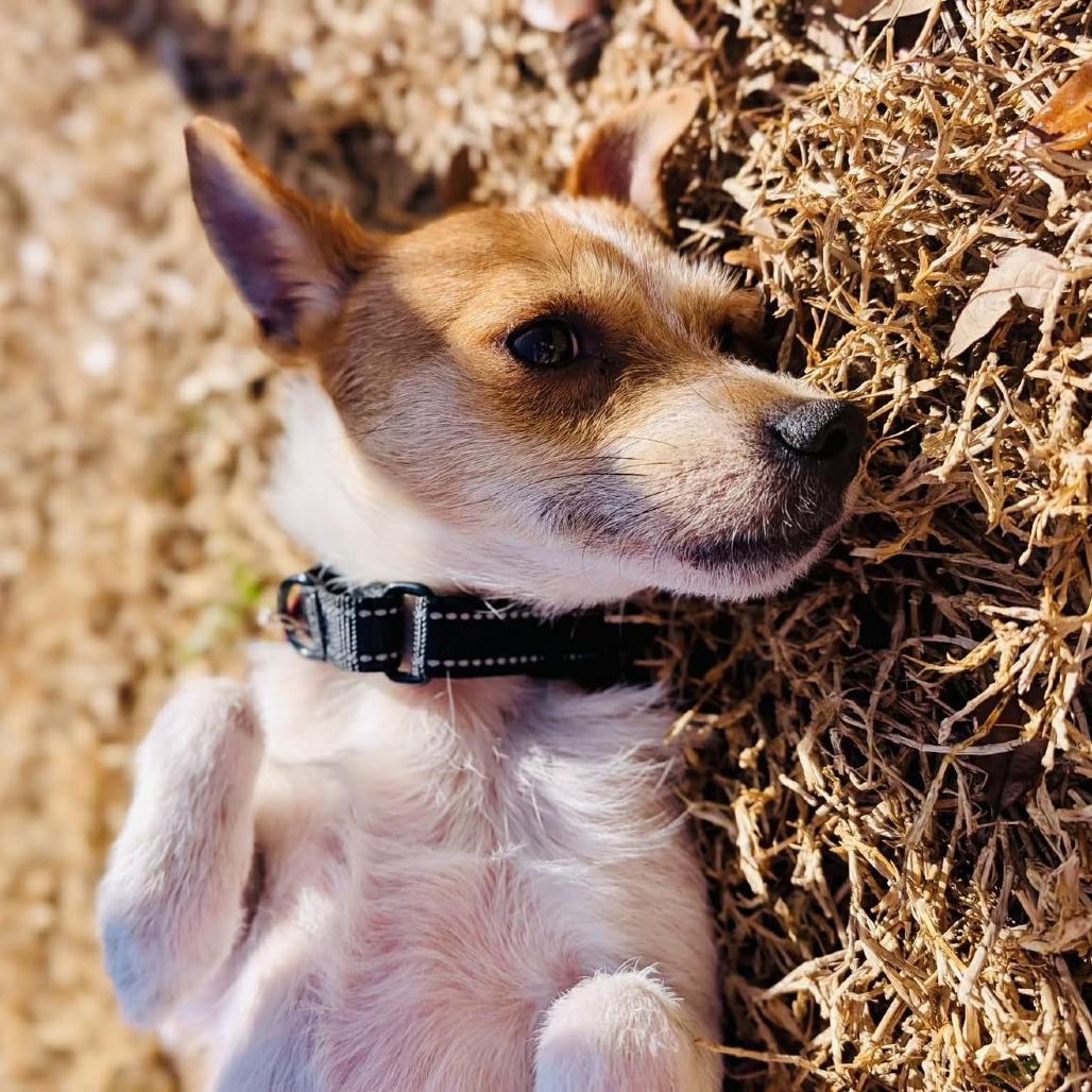Enlarge Lindor, a Adoptable mixed breed in Sarasota, FL image 4/6