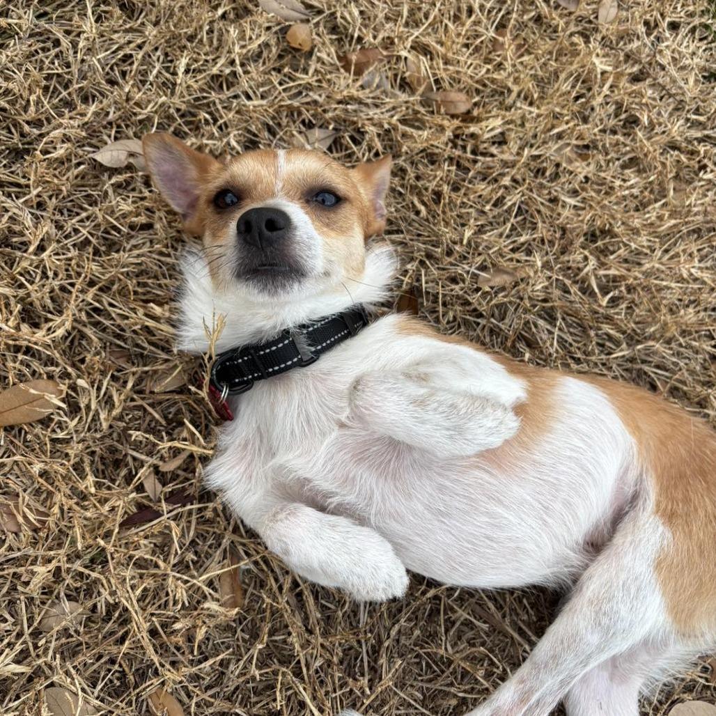 Enlarge Lindor, a Adoptable mixed breed in Sarasota, FL image 5/6