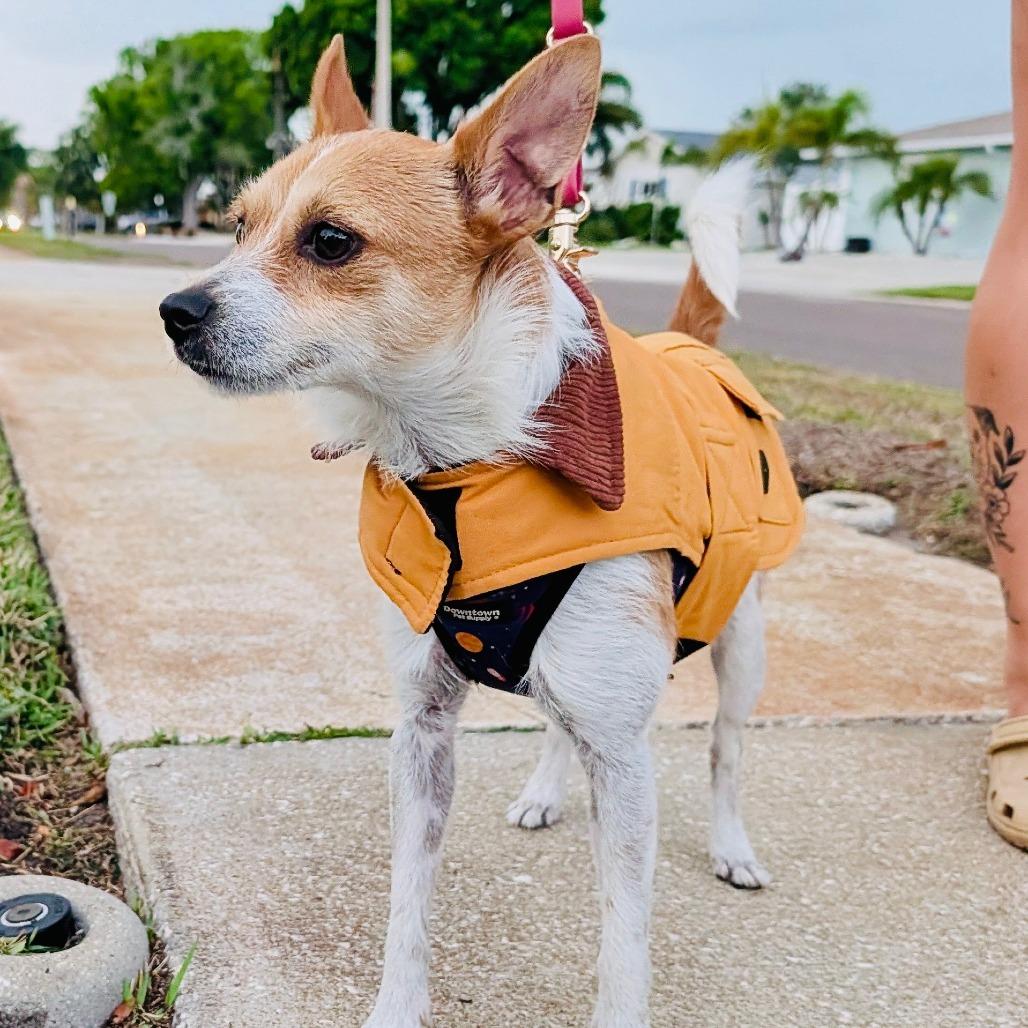 Enlarge Lindor, a Adoptable mixed breed in Sarasota, FL image 6/6