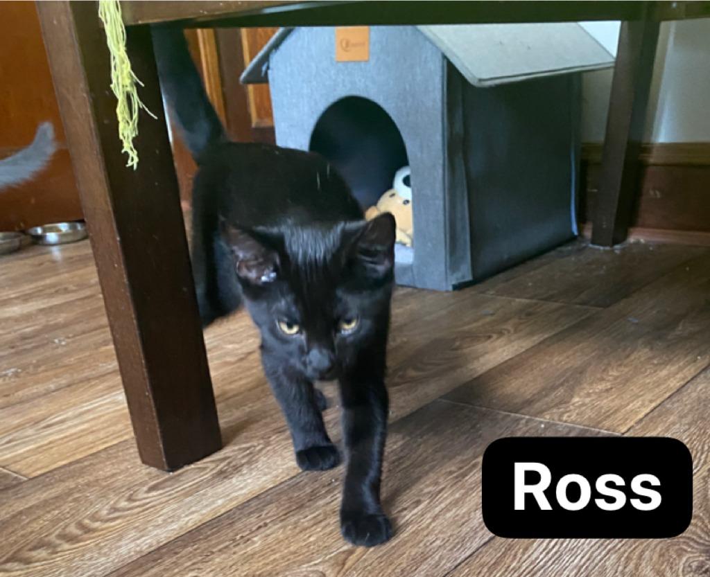 Ross, a Adoptable mixed breed in Johnson City, TN image 4/6