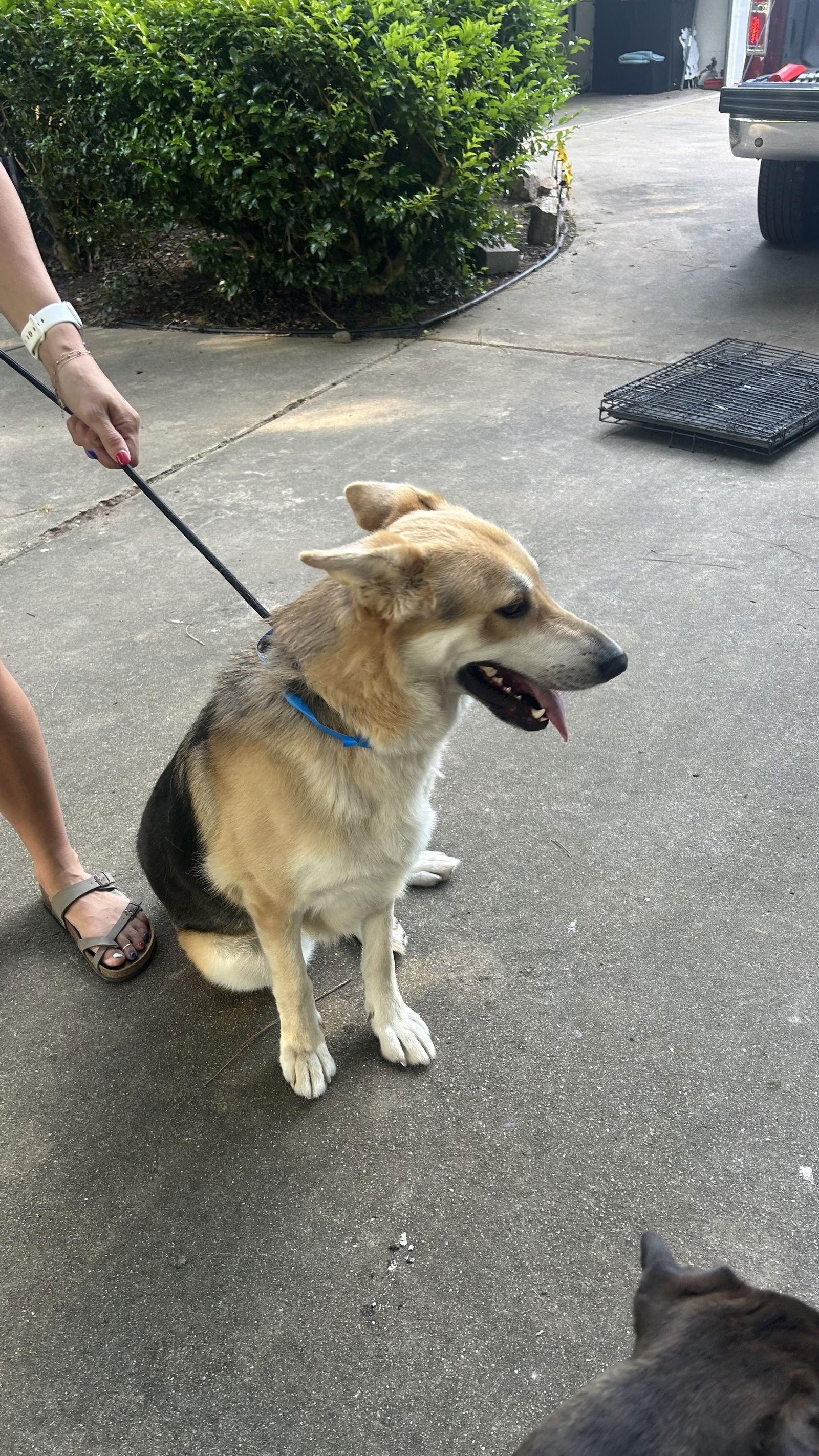 Whiskey, Adoptable, Young Male Shepherd.