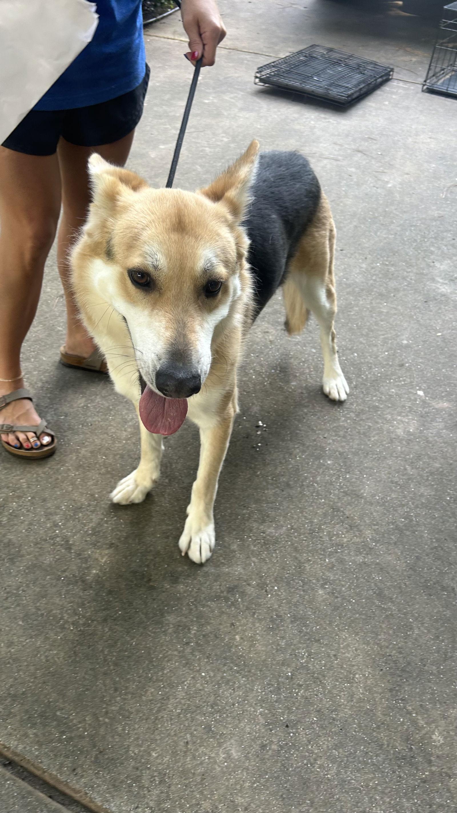 Enlarge Whiskey, a Adoptable Shepherd in Ball Ground, GA image 2/3