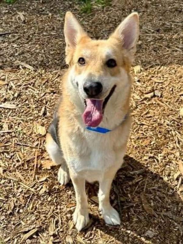 Enlarge Whiskey, a Adoptable Shepherd in Ball Ground, GA image 3/3