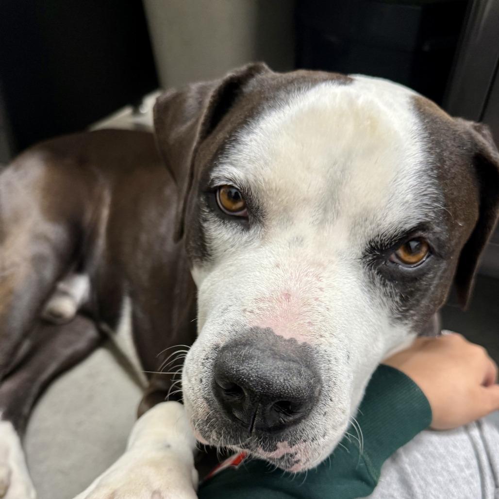 Enlarge Max, a Adoptable American Staffordshire Terrier in Baltimore, MD image 1/6