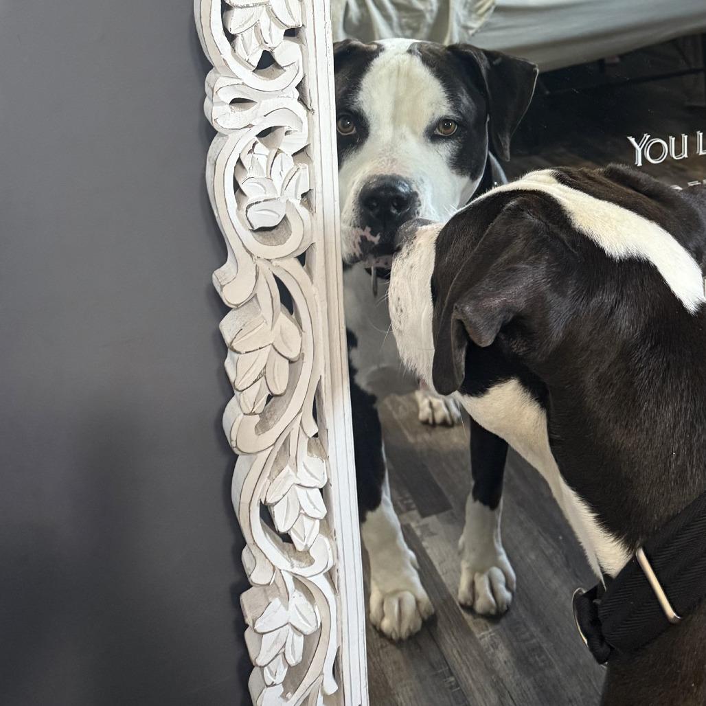 Enlarge Max, a Adoptable American Staffordshire Terrier in Baltimore, MD image 2/6