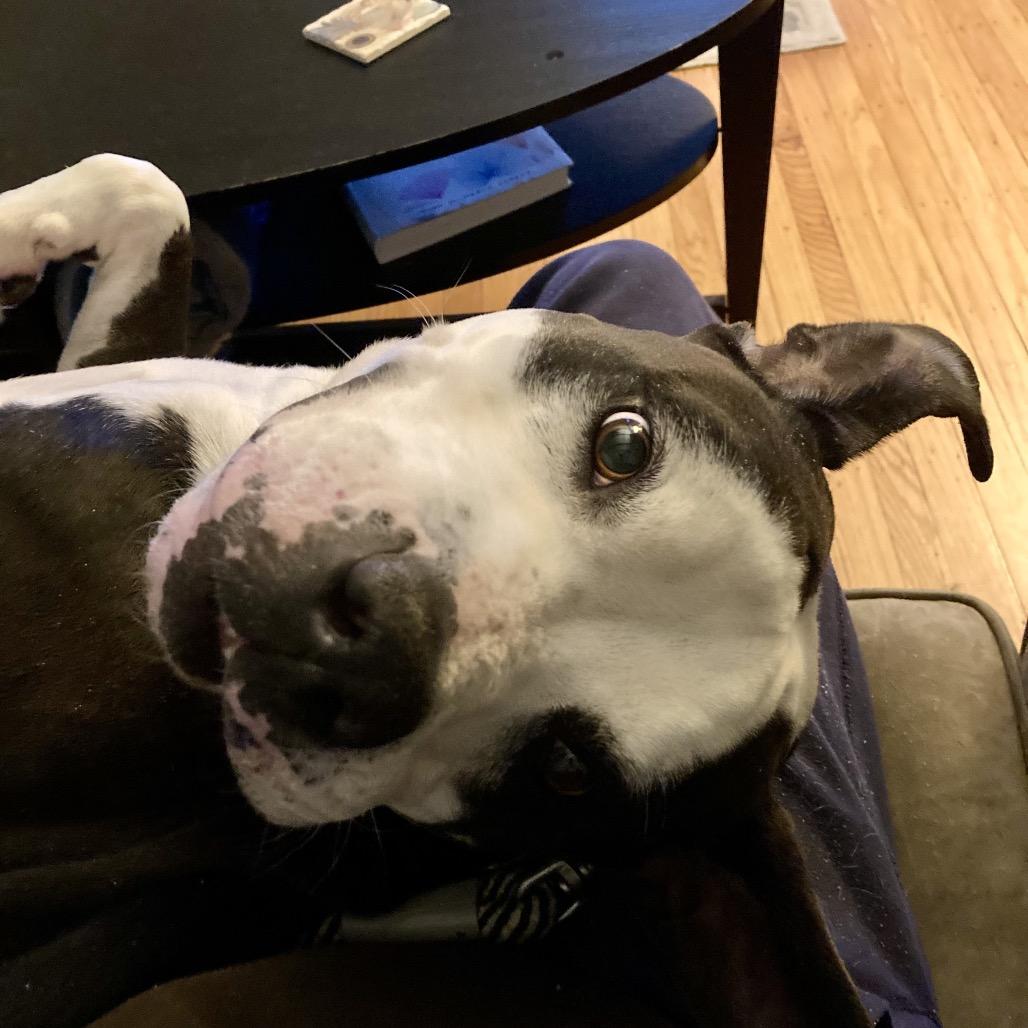 Enlarge Max, a Adoptable American Staffordshire Terrier in Baltimore, MD image 3/6