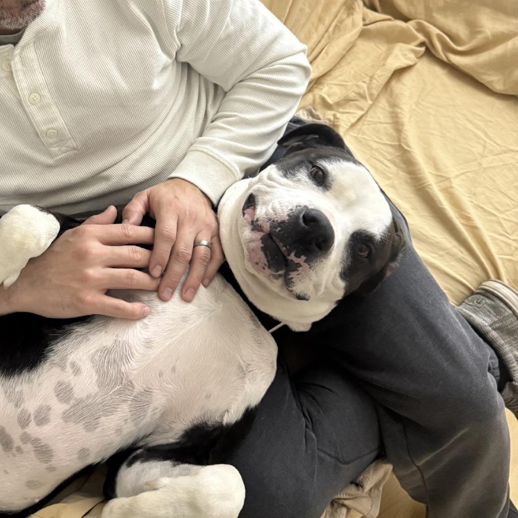 Enlarge Max, a Adoptable American Staffordshire Terrier in Baltimore, MD image 4/6