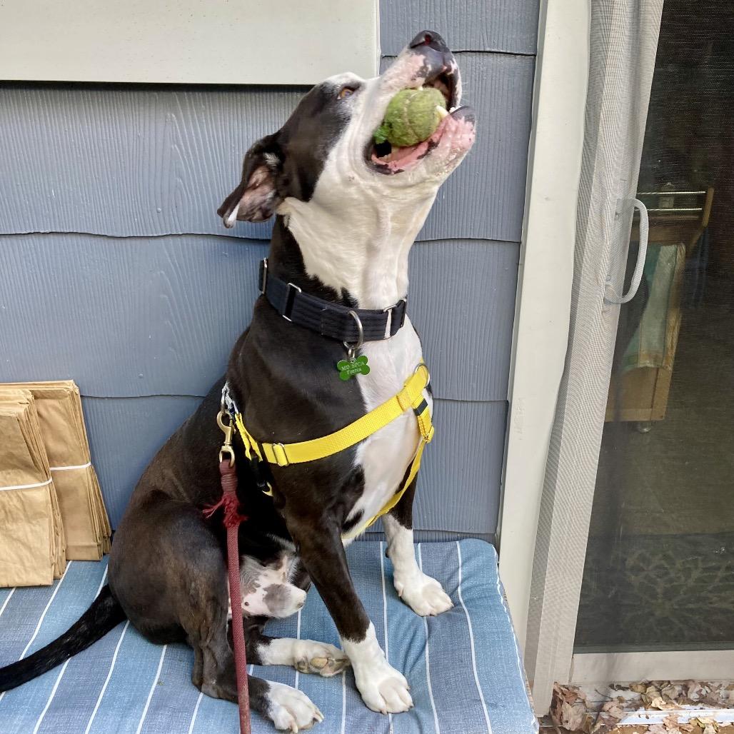 Enlarge Max, a Adoptable American Staffordshire Terrier in Baltimore, MD image 5/6
