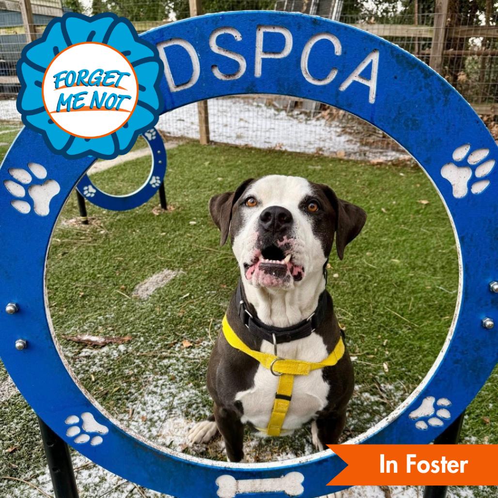 Enlarge Max, a Adoptable American Staffordshire Terrier in Baltimore, MD image 6/6