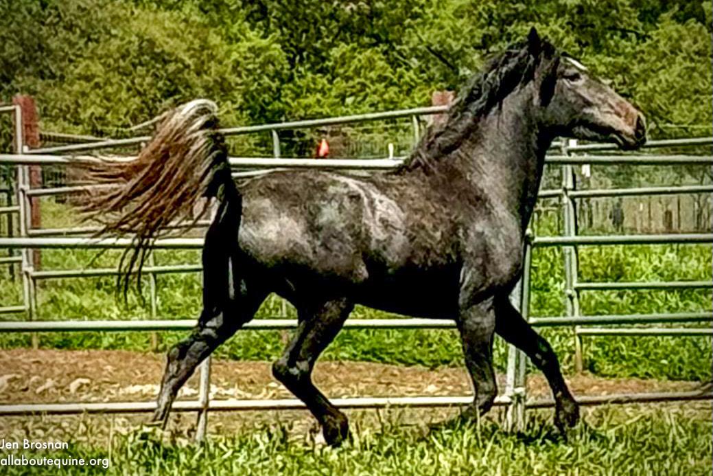 Liza -  Young Project Horse, Adoptable, Young Female Mustang.