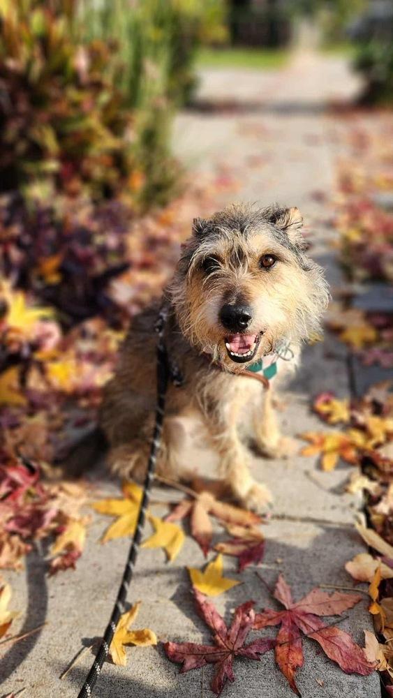 Enlarge Henry, a Adoptable mixed breed in los angeles, CA image 1/4