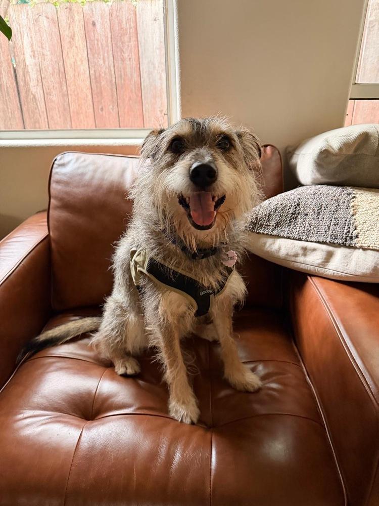 Enlarge Henry, a Adoptable mixed breed in los angeles, CA image 2/4