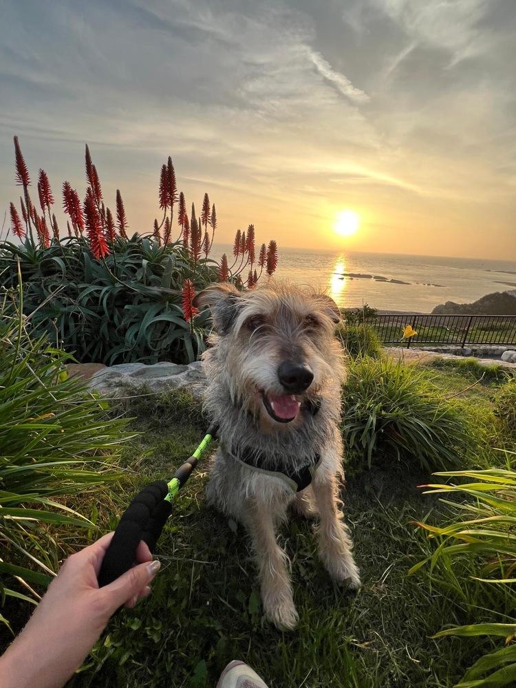 Enlarge Henry, a Adoptable mixed breed in los angeles, CA image 3/4