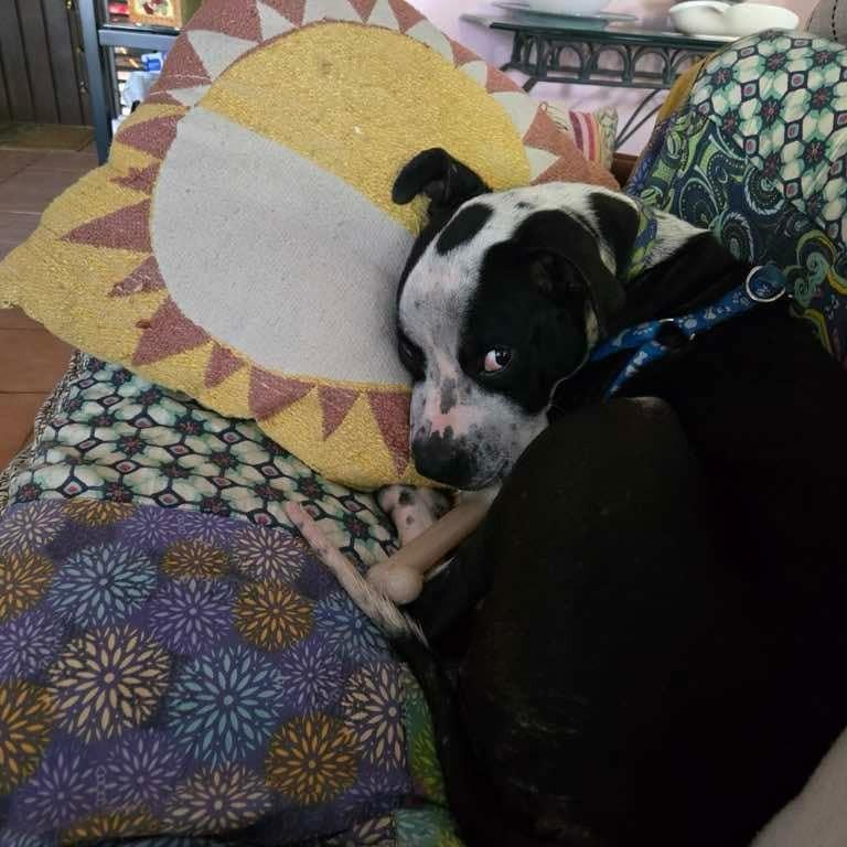 Lucky, Adoptable, Adult Male Mixed Breed.