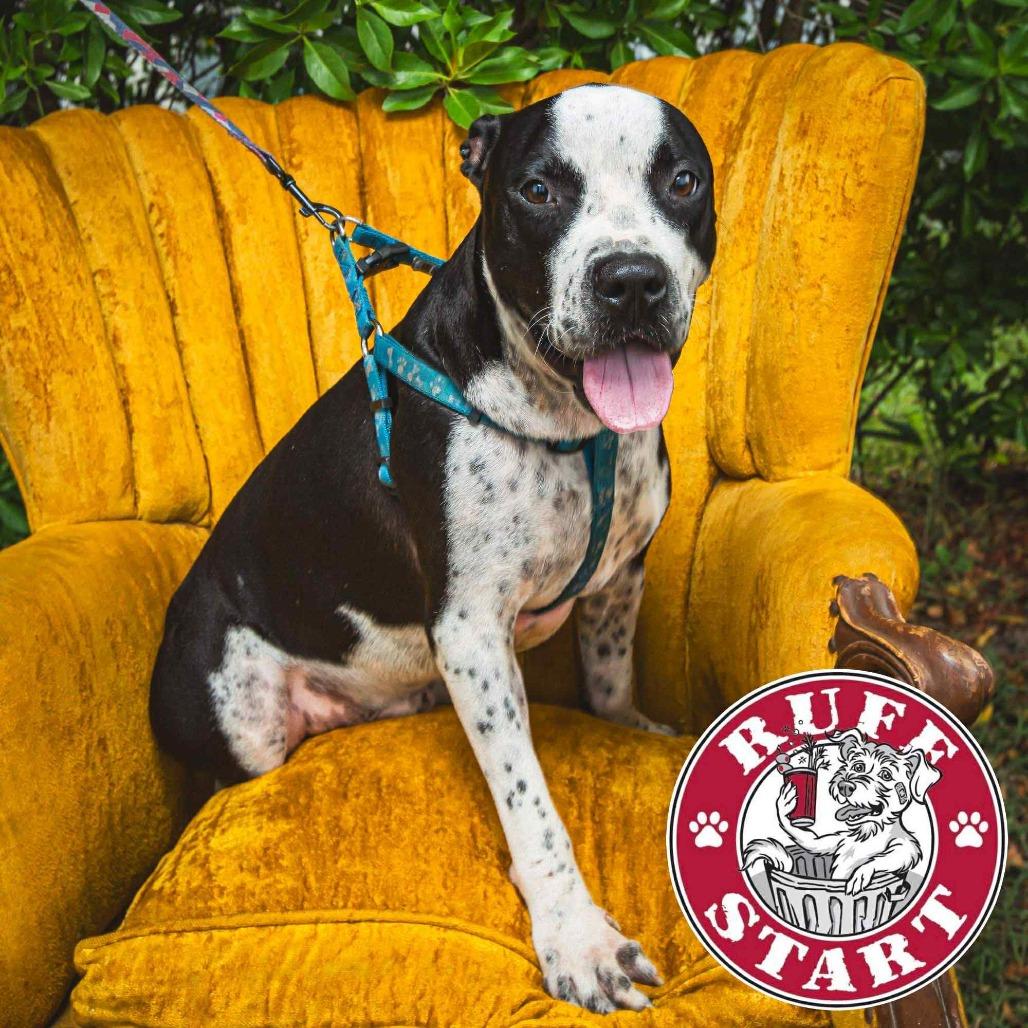 Lucky, a Adoptable Mixed Breed in Frederiksted, VI image 2/6