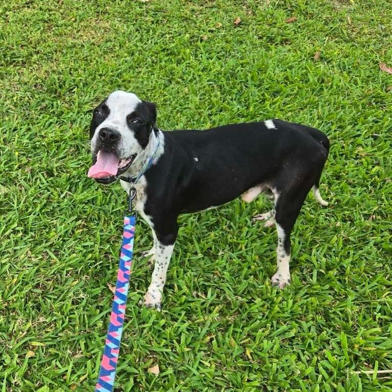 Lucky, a Adoptable Mixed Breed in Frederiksted, VI image 3/6
