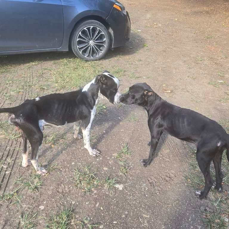 Lucky, a Adoptable Mixed Breed in Frederiksted, VI image 4/6