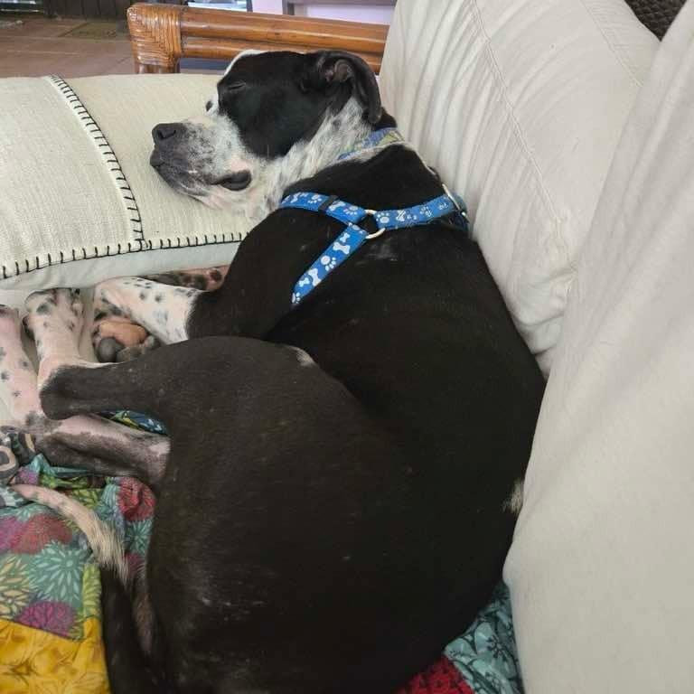 Lucky, a Adoptable Mixed Breed in Frederiksted, VI image 5/6