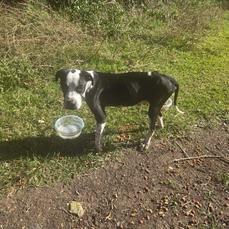 Lucky, a Adoptable Mixed Breed in Frederiksted, VI image 6/6