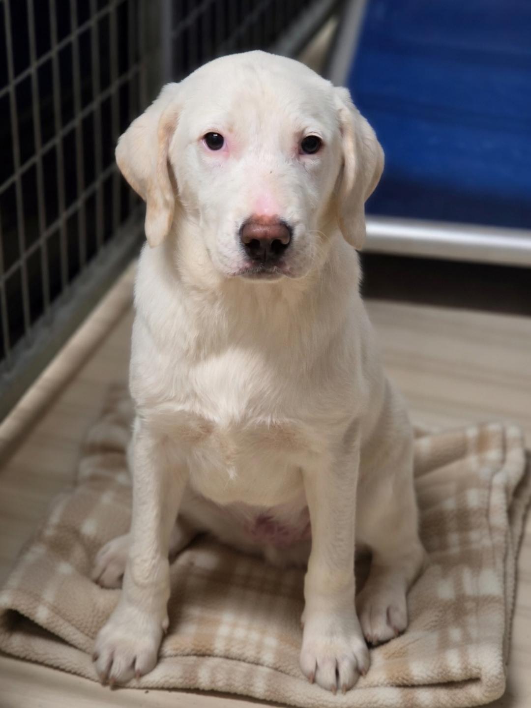 Enlarge Timber, a ADOPTABLE mixed breed in Dandridge, TN image 1/1