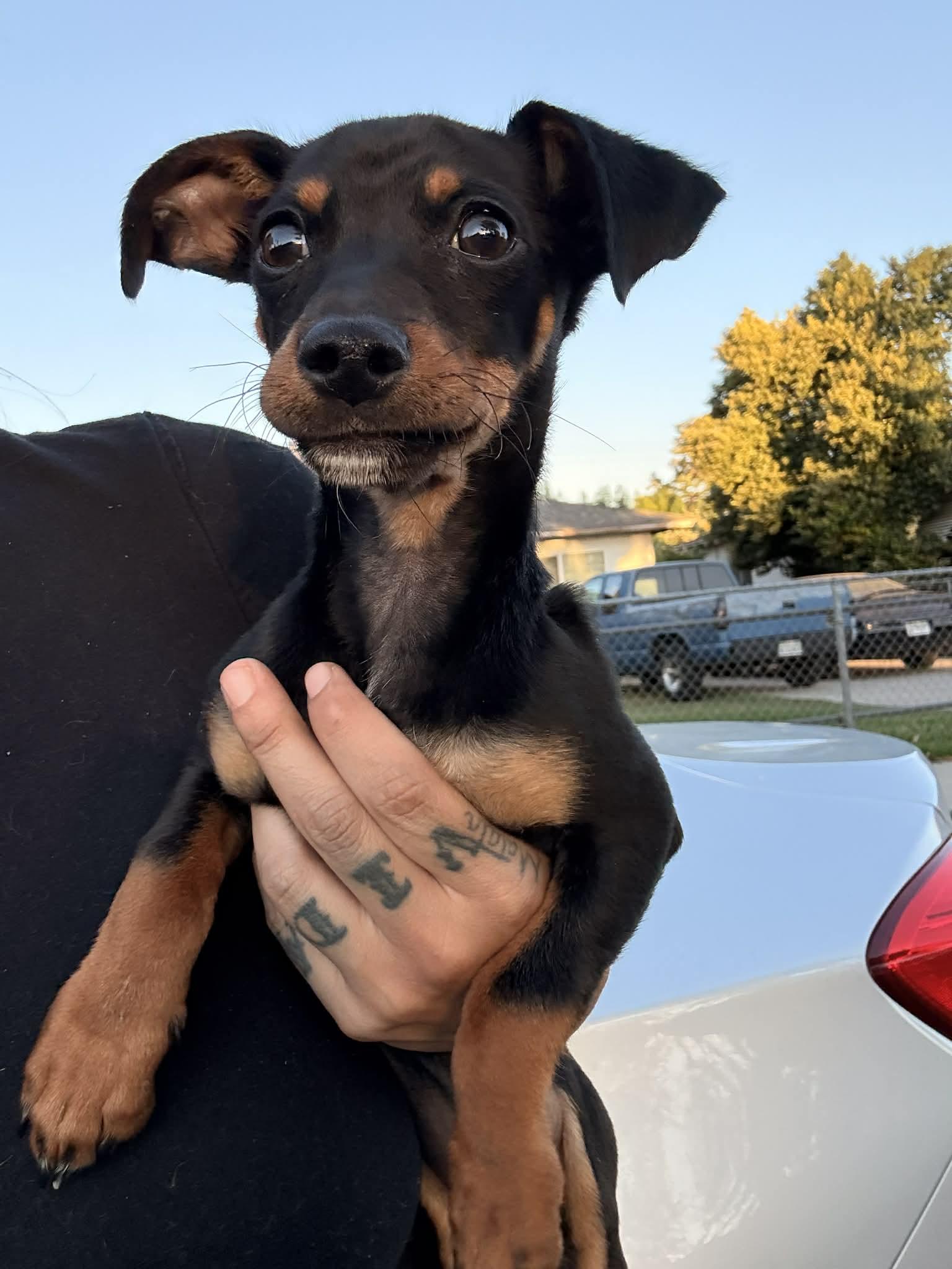 Enlarge Thin Mint, an adopted mixed breed in Beavercreek, OR image 3/6