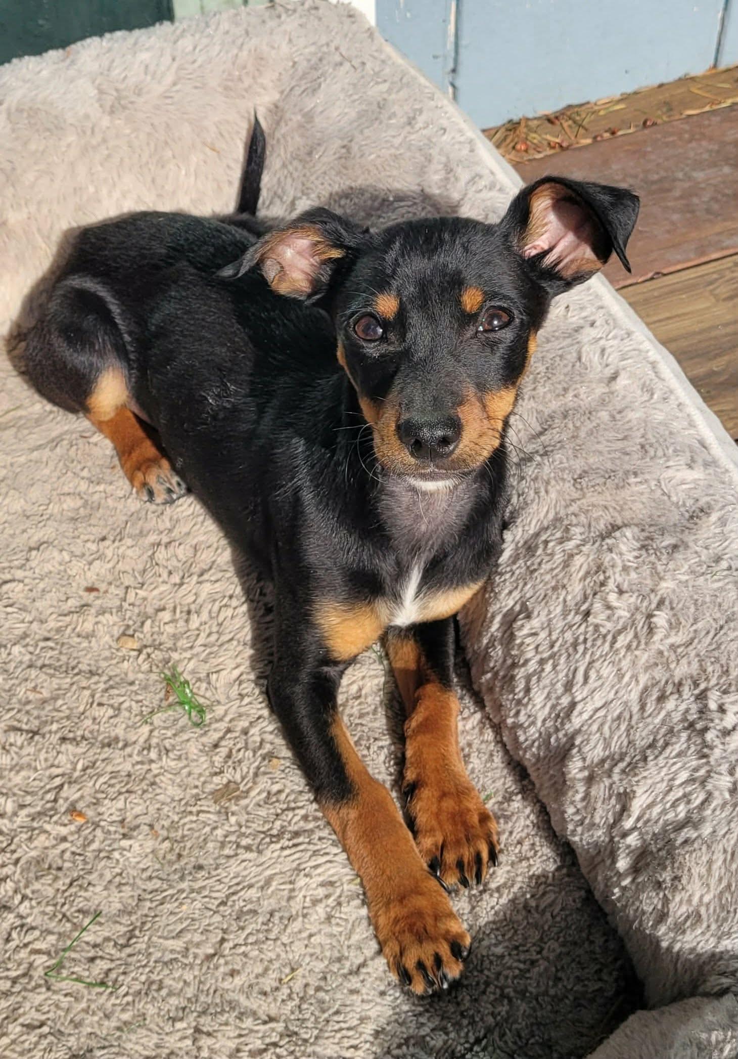 Enlarge Thin Mint, an adopted mixed breed in Beavercreek, OR image 2/6