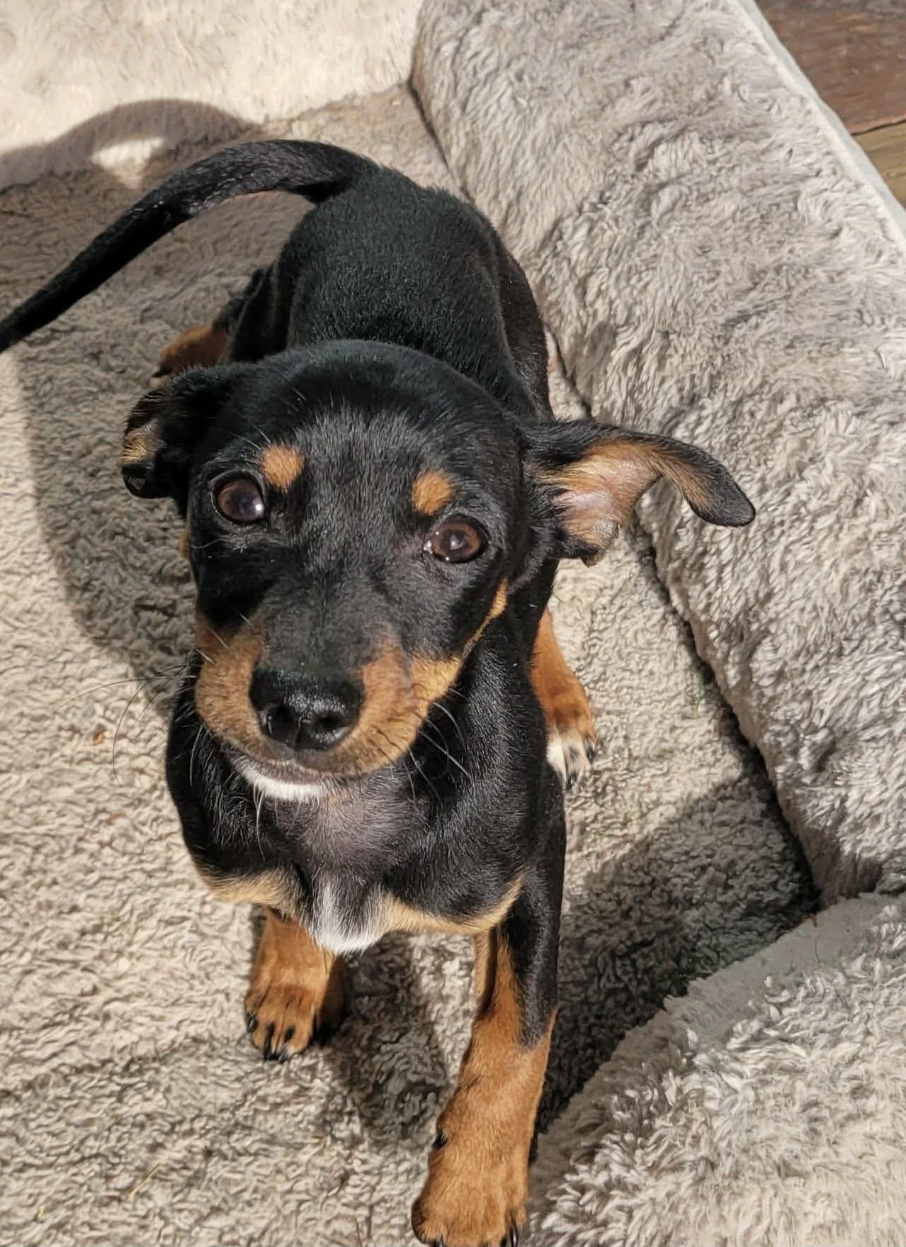 Enlarge Thin Mint, an adopted mixed breed in Beavercreek, OR image 1/6