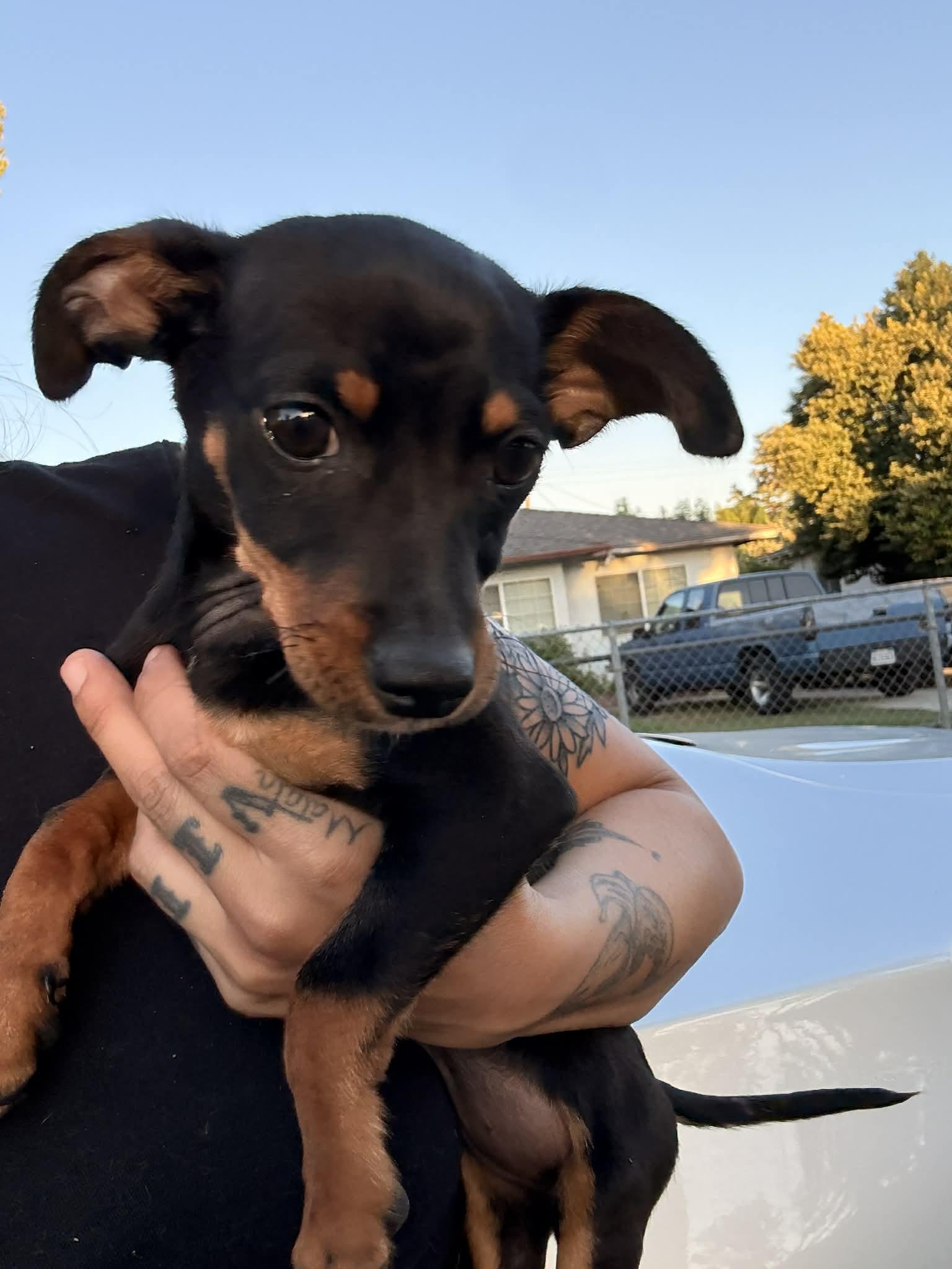 Enlarge Thin Mint, an adopted mixed breed in Beavercreek, OR image 4/6