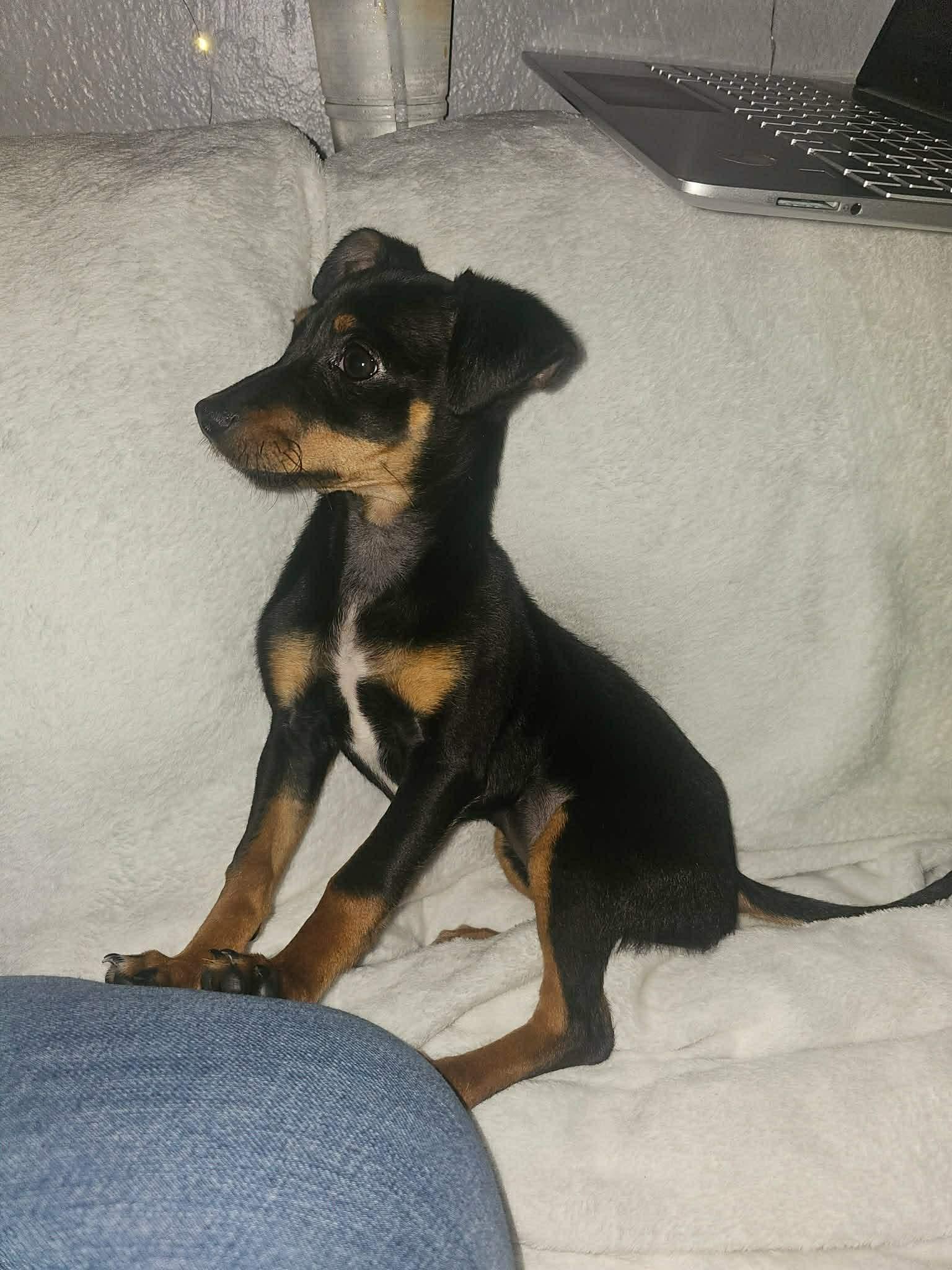 Enlarge Thin Mint, an adopted mixed breed in Beavercreek, OR image 5/6